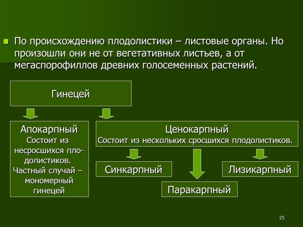 25 По происхождению плодолистики – листовые органы. Но произошли они не от вегетативных листьев,